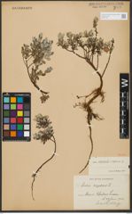 Foto von Salix repens L.